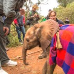 Filhote resgatado após os pais serem mortos por caçadores no Quênia – Kristian Schmidt – Wild Aid