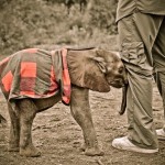 Elefante de dois meses órfão da indústria do marfim – Kristian Schmidt – Wild Aid