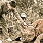 Comércio de chifres de rinoceronte pode levar animais à extinção – Kristian Schmidt – Wild Aid
