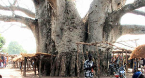 Baobá em Limpopo, África do Sul - Divulgação 