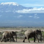 Kilimanjaro – Leitor-repórter Andre Araujo – Quênia