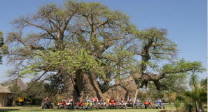 Baobá em Limpopo - Divulgação 