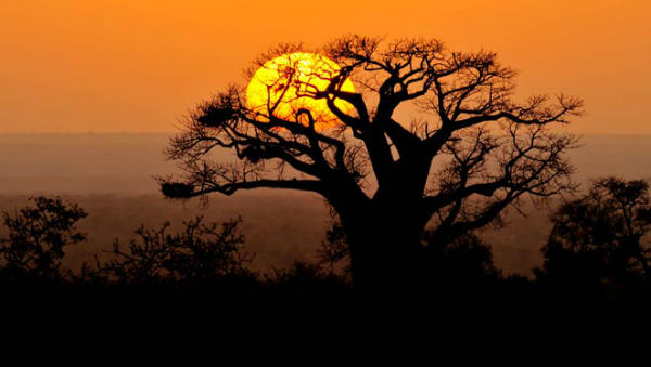 Baobá no Kruger Park - Divulgação 