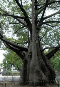 Baobá em Recife - Foto de Ulisses Manaia 