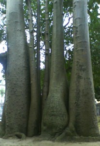 Baobá no Rio de Janeiro - Foto de Ulisses Manaia 