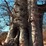 Baobá sagrado no senegal