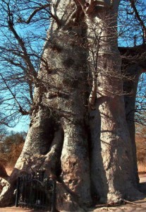 No Senegal, baobá sagrado onde estão enterrados alguns griots do país - Divulgação 