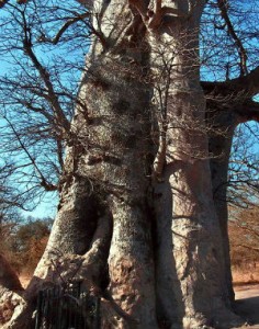 baoba sagrado