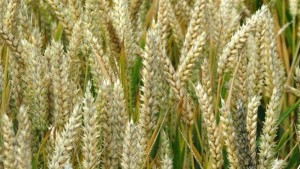 Plantação de trigo está ameaçada por doença que enferruja a folha e o caule do cereal. Foto: IRIN/David Gough