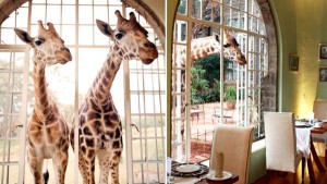 Giraffe Kenya - Divulgação 