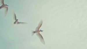 Uma família de Trinta-réis-branco (Gygis alba) pairando no ar. - Foto: Tatiana Raposo