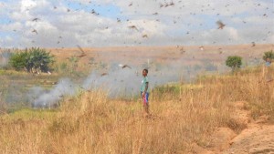 Comunidades em Madagascar tentam proteger seus campos de gafanhotos utilizam fumaça. Foto: IRIN/Clarel Faniry Rasoanaivo