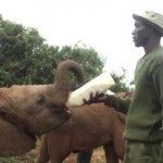 Foto de Samantha Beattie no Orfanato dos Elefantes