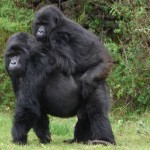 Foto de Dian Fossey Gorilla Fund International