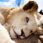 Registro do leitor Eduardo Bandny – Lion Park, África do Sul