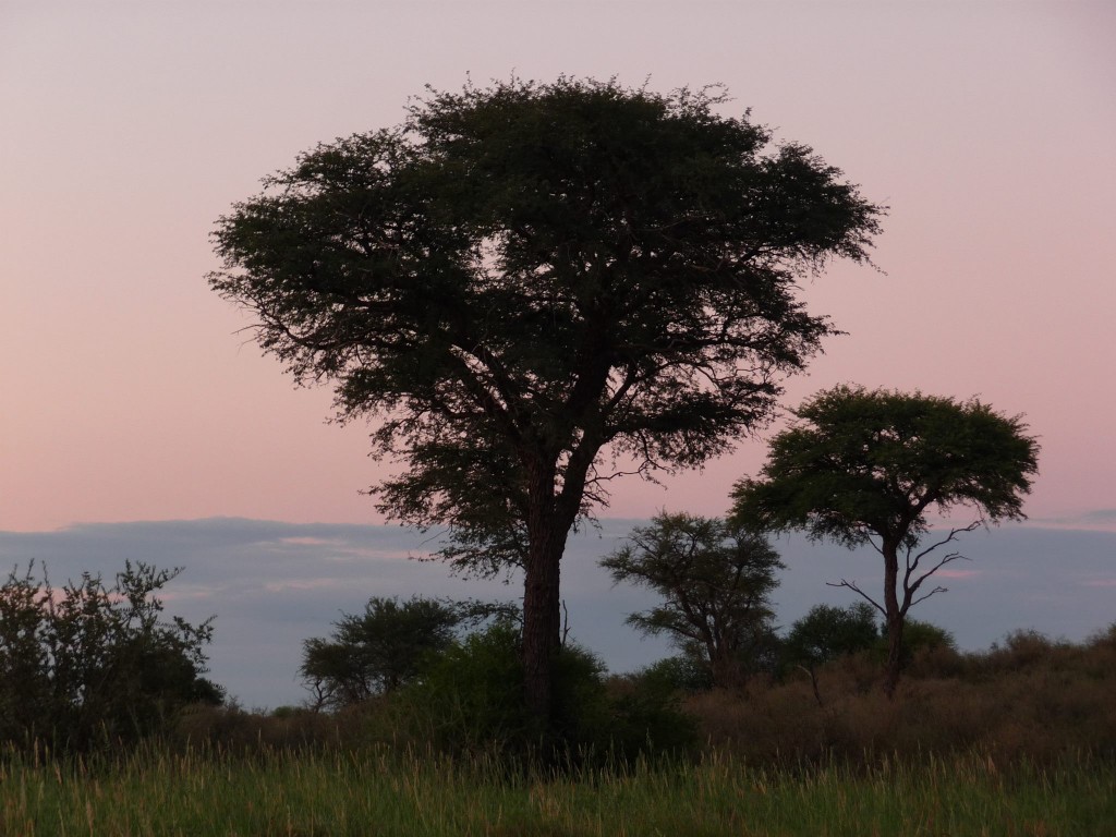 kalahari