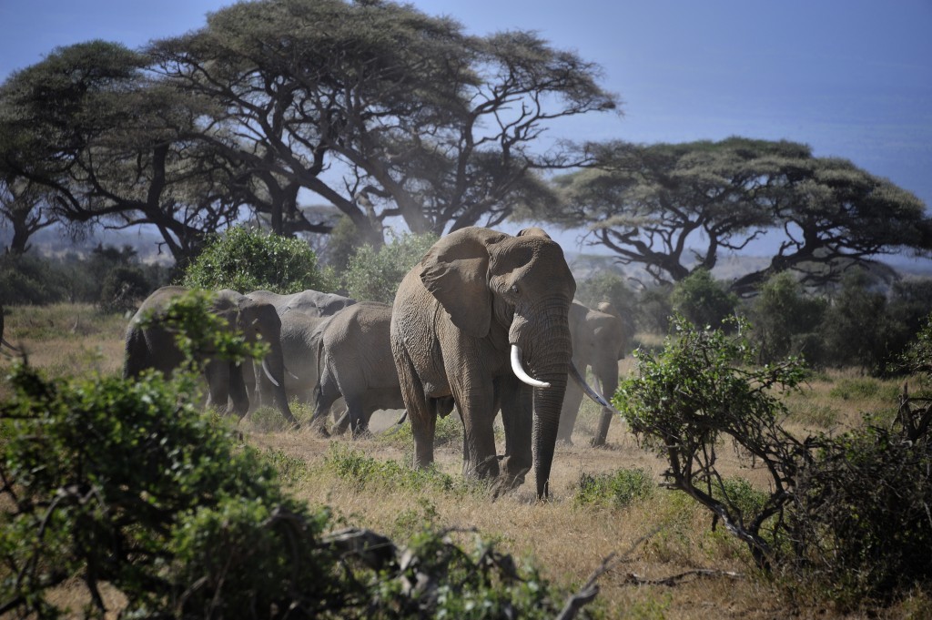 Elefantes encontram espaço protegido em parque nacional no Quênia. Foto: Flickr / Diana Robinson 