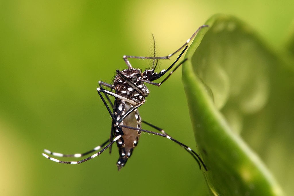A doença do zika é causada por um vírus transmitido pelos mosquitos Aedes. Foto: WikiCommons (CC) / Muhammad Mahdi Karim