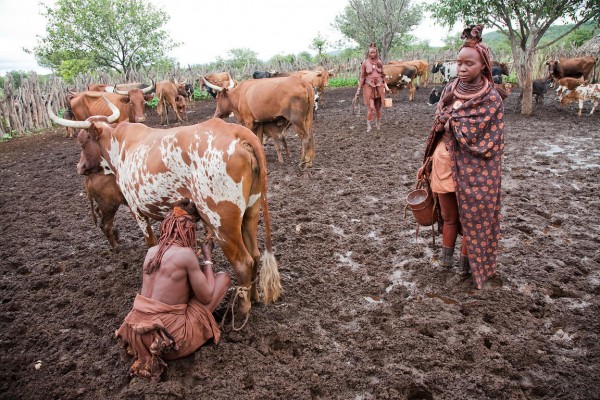 Himba women milk cows in the small village of Okapembambu in northwestern Namibia. The Himba diet consists of corn meal porridge and sour cow's milk. Like most traditional Himba women, she covers herself from head to toe with an ochre powder, cow butter blend.