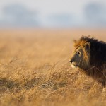 wilderness-safaris-zambia-wildlife