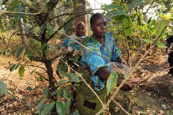 Foto - Fazendeiros agro-florestais em Kigoma, na Tanzânia - Simon Maina - Fao 
