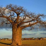 Baobá na Tanzânia – Divulgação