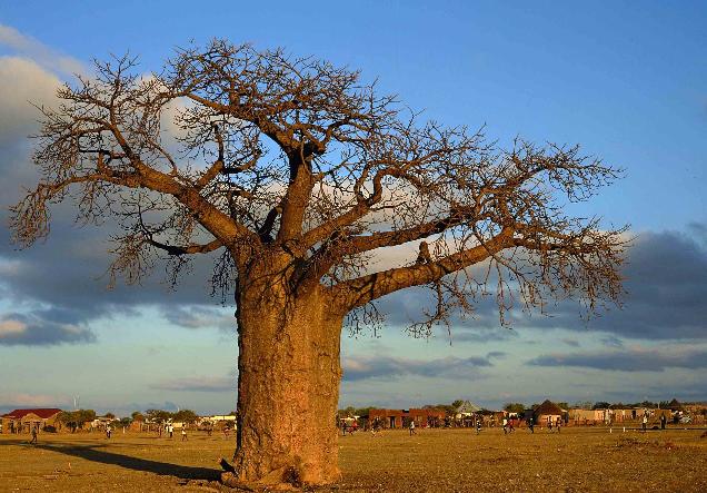 Baobá na Tanzânia - Divulgação