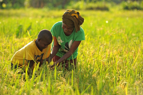 01 November 2013, KIROKA, TANZANIA - Habiba Msonga and her son Frank Adriano, 9, in her rice paddy . After implementing SRI techniques Msonga was able to finish building her home and is planning on becoming one of the first homes with electricity in the area.
