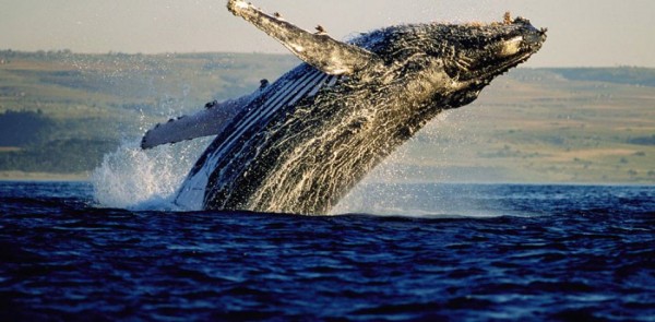 Hermanus: O encontro com as baleias em águas sul-africanas