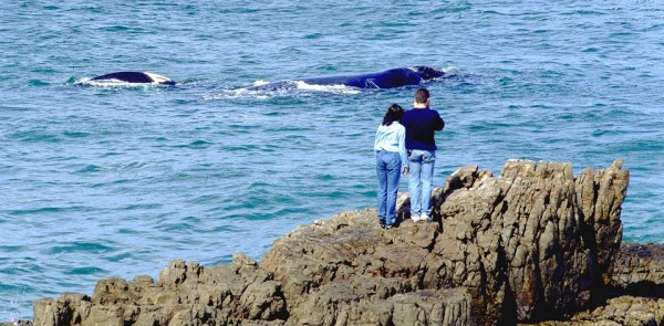 Hermanus: O encontro com as baleias em águas sul-africanas