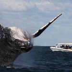 whale-watching-tour-gallery4