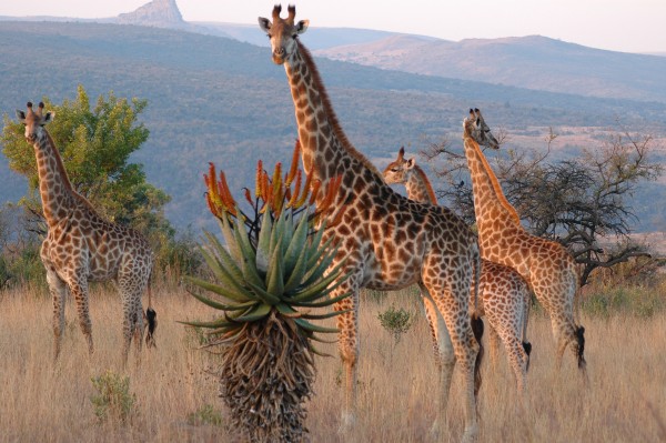giraffe-fugitives-drift-hotel-kwa-zulu-natal-south-africa_5