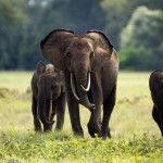 Forest-Elephants-of-Loango-National-Park-Gabon-©-Zahorec-Dreamstime-