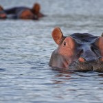 hippo gabon