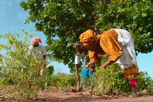 Energia solar beneficiando as agricultoras no Senegal - Foto: ONU 