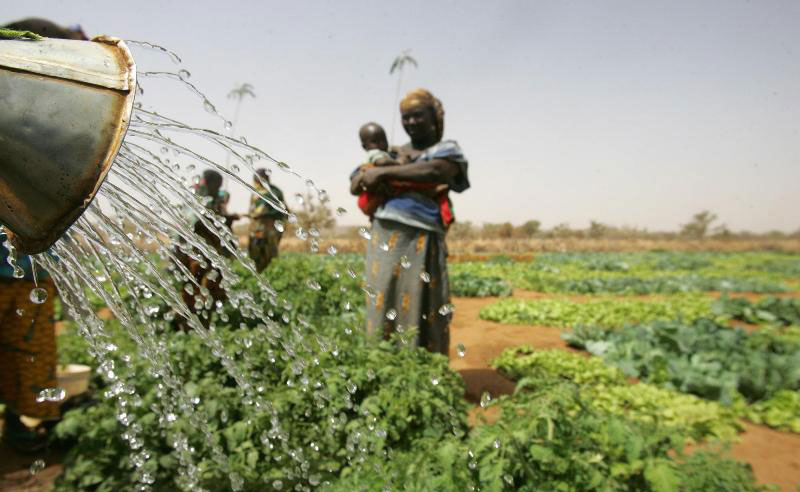 Des fermiers en train d'irriguer dans le cadre d'un projet au Niger soutenu par la FAO. Photo: FAO/Giulio Napolitano