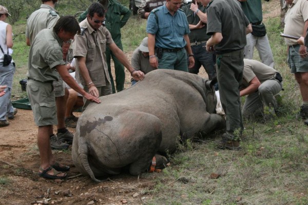 Craig e sua equipe cuidando de um rinoceronte