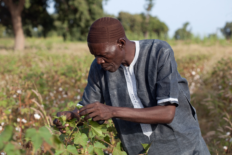 Matar DIONE, master trainer of GIPD on CEP cotton field, looking for insects - 