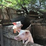 Porcos saudáveis criados por uma família numa povoação fora do Mindelo, ilha de São Vicente, 2018 – Arquivo Pessoal
