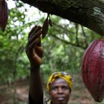Felicia Adebowale, a female Cocoa farmer, inspects young cocoa pods in her farm in Ayetoro-Ijesa village in southwestern Nigeria. Photo: George Osodi / Panos for Oxfam America