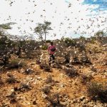 Invasão de gafanhotos também estão dizimando plantações em outros países de África, como Somália, FAO/Haji Dirir